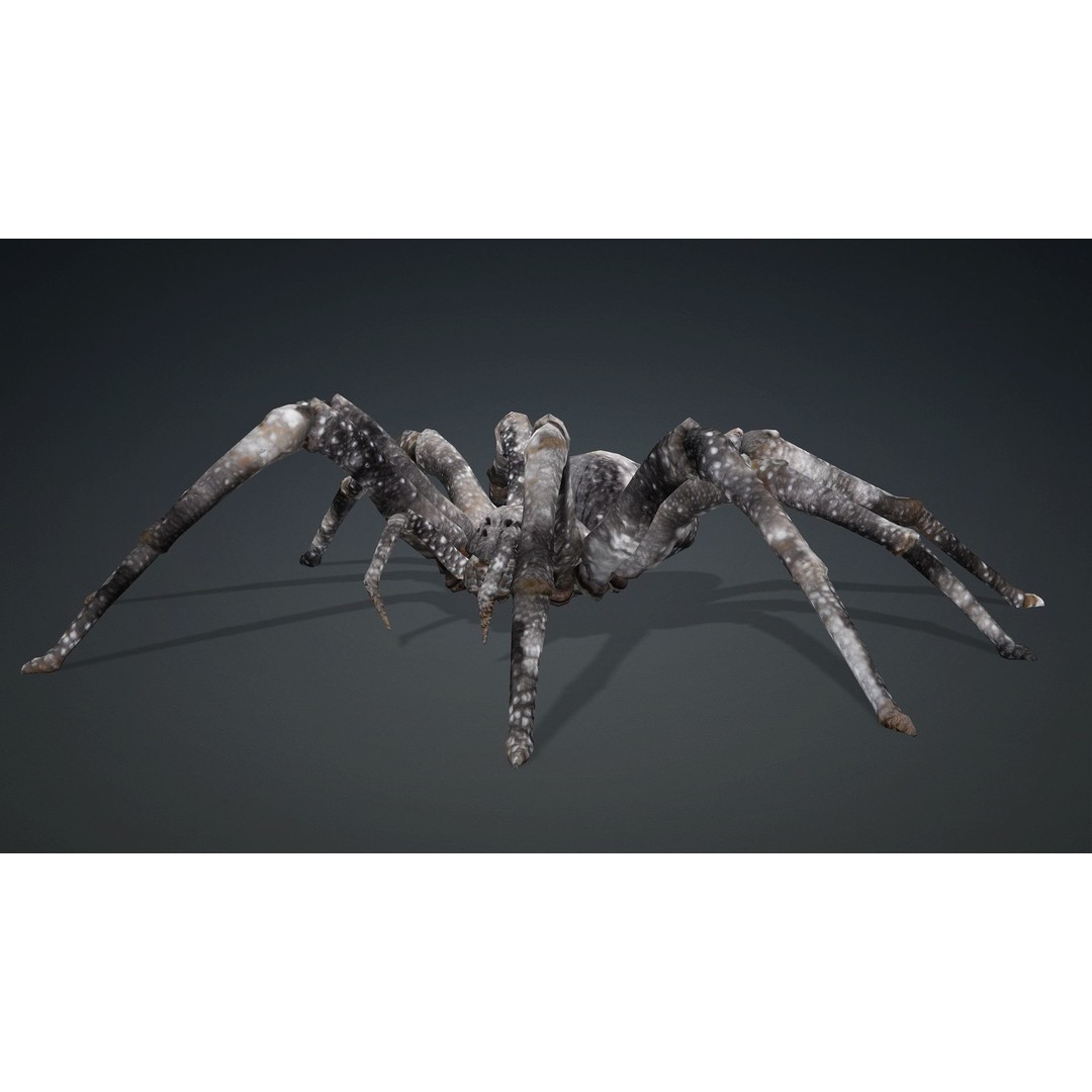 Spider 3D Model – Rigged Animated Insect Asset for Blender, FBX - View 6