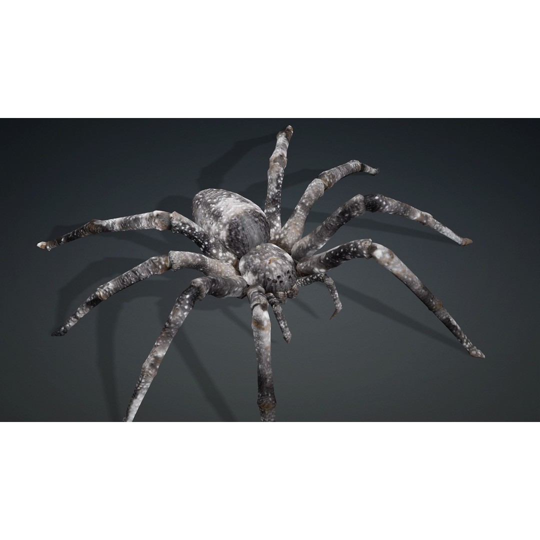 Spider 3D Model – Rigged Animated Insect Asset for Blender, FBX - View 7