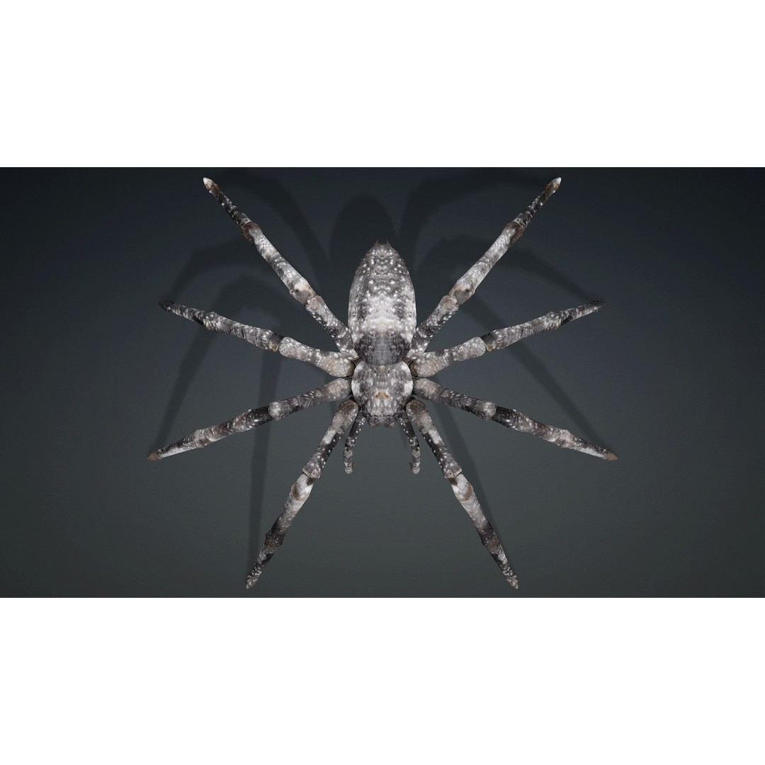 Spider 3D Model – Rigged Animated Insect Asset for Blender, FBX - View 8