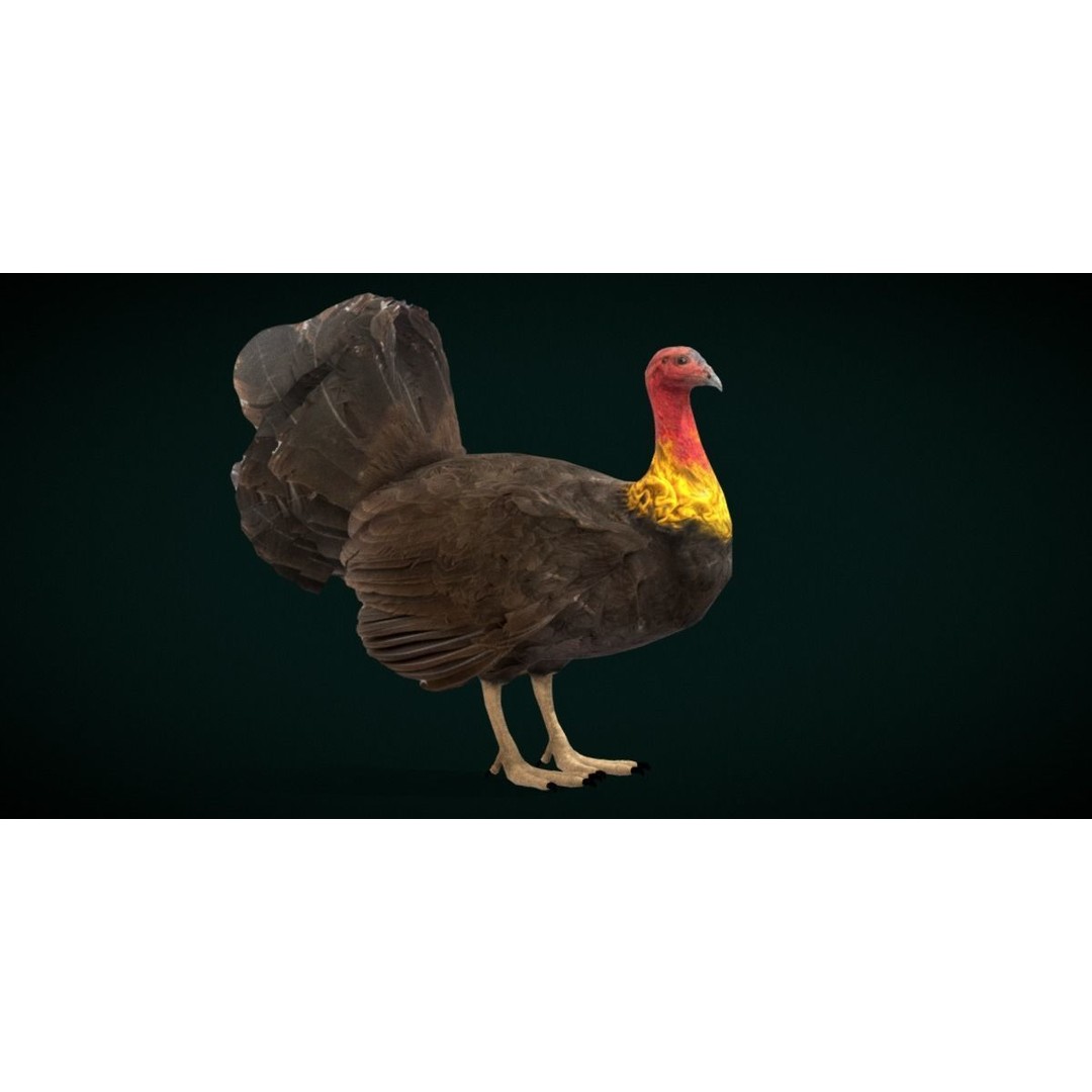 Australian Brush Turkey 3D Model – Low Poly Game Asset, FBX & PBR Textures