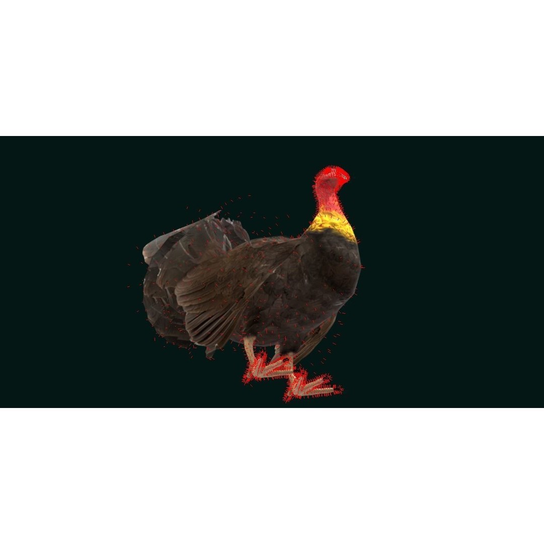 Australian Brush Turkey 3D Model – Low Poly Game Asset, FBX & PBR Textures - View 11