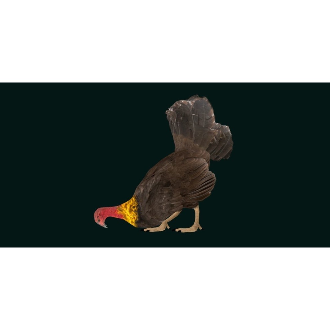 Australian Brush Turkey 3D Model – Low Poly Game Asset, FBX & PBR Textures - View 14