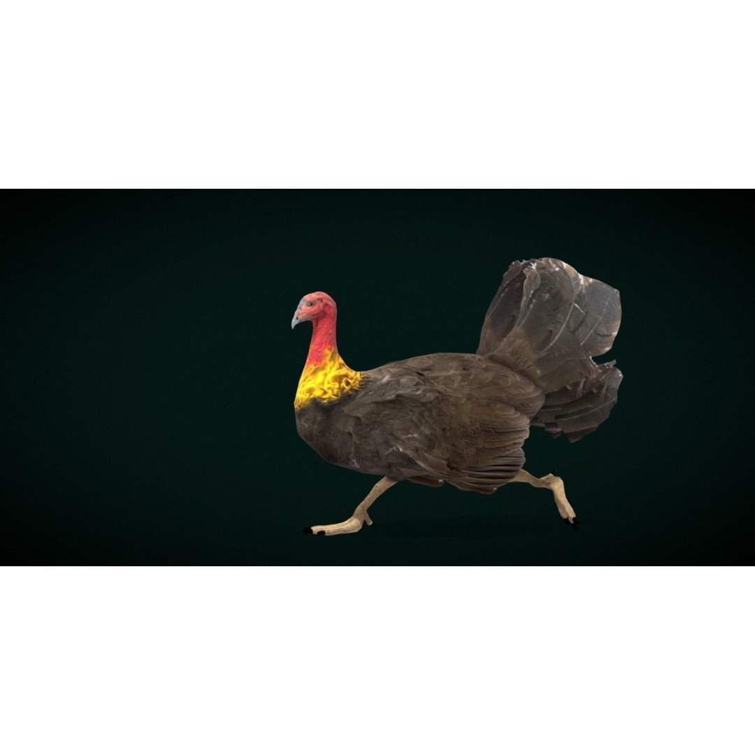 Australian Brush Turkey 3D Model – Low Poly Game Asset, FBX & PBR Textures - View 15