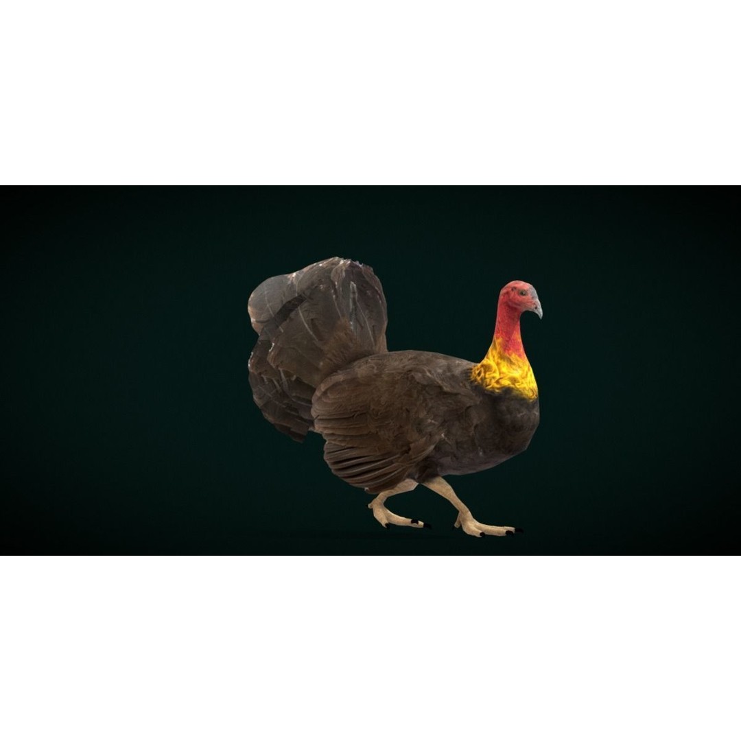 Australian Brush Turkey 3D Model – Low Poly Game Asset, FBX & PBR Textures - View 16
