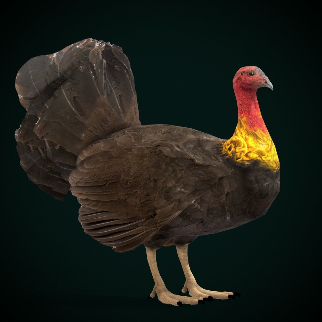 Australian Brush Turkey 3D Model – Low Poly Game Asset, FBX & PBR Textures - View 17