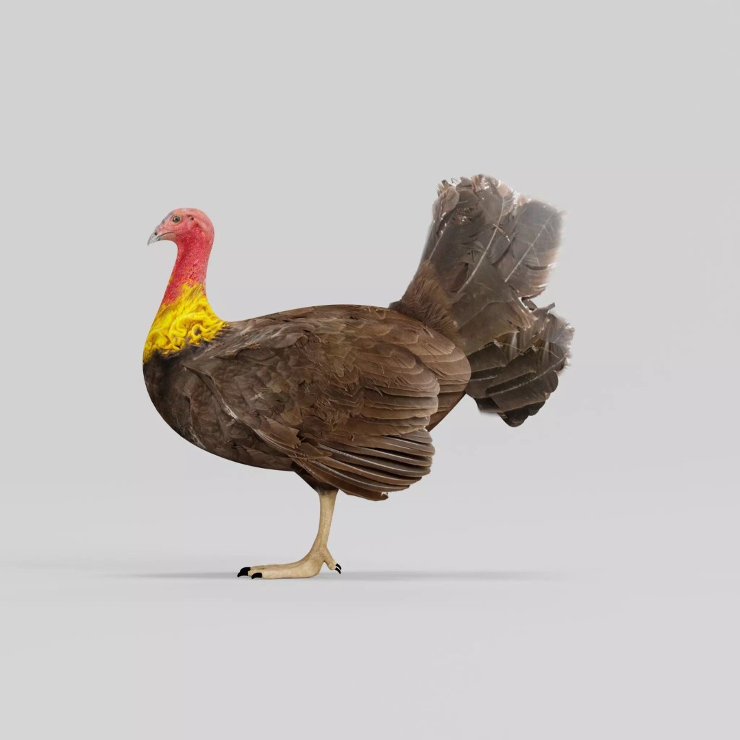 Australian Brush Turkey 3D Model – Low Poly Game Asset, FBX & PBR Textures - View 2