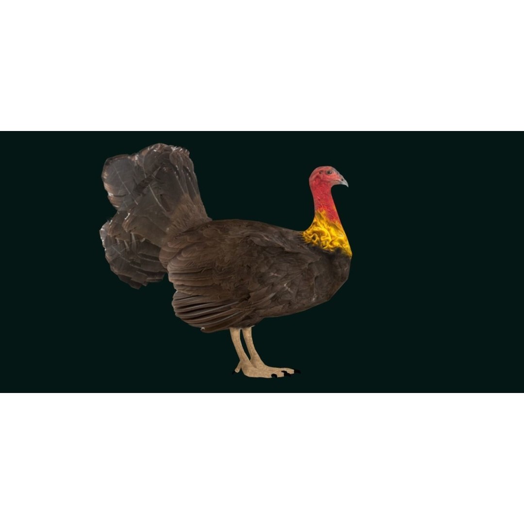 Australian Brush Turkey 3D Model – Low Poly Game Asset, FBX & PBR Textures - View 20
