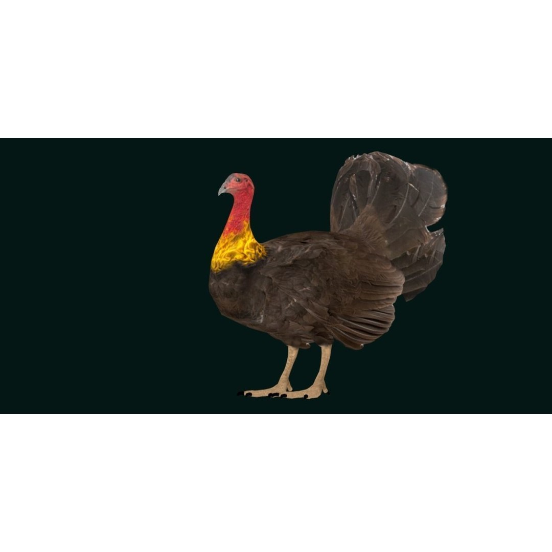 Australian Brush Turkey 3D Model – Low Poly Game Asset, FBX & PBR Textures - View 21