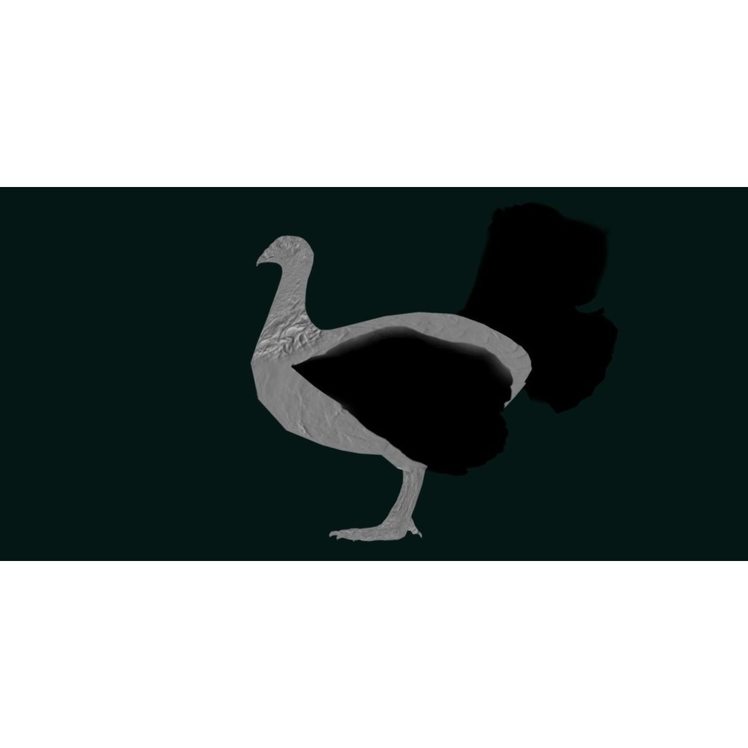 Australian Brush Turkey 3D Model – Low Poly Game Asset, FBX & PBR Textures - View 22