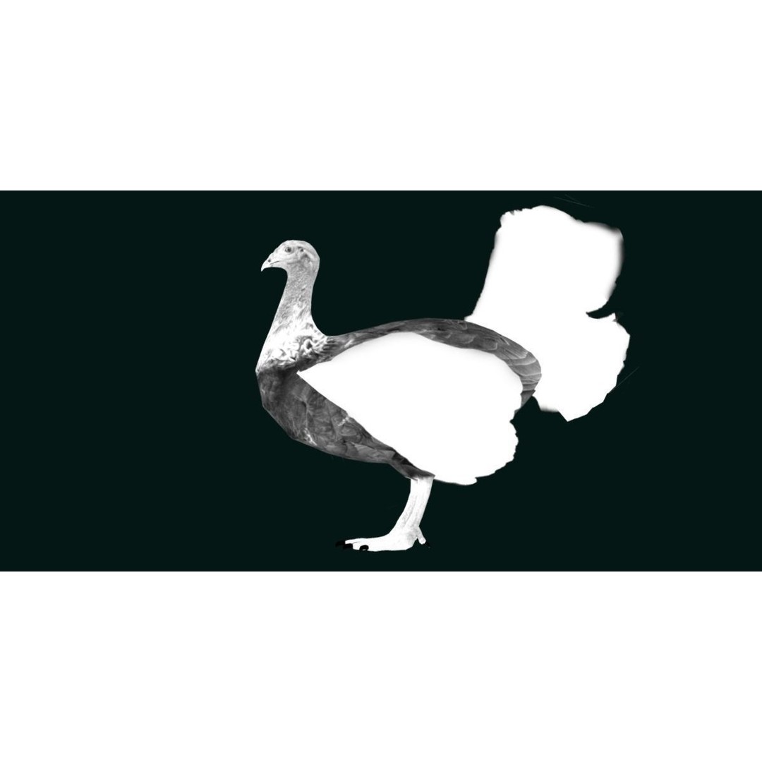 Australian Brush Turkey 3D Model – Low Poly Game Asset, FBX & PBR Textures - View 23