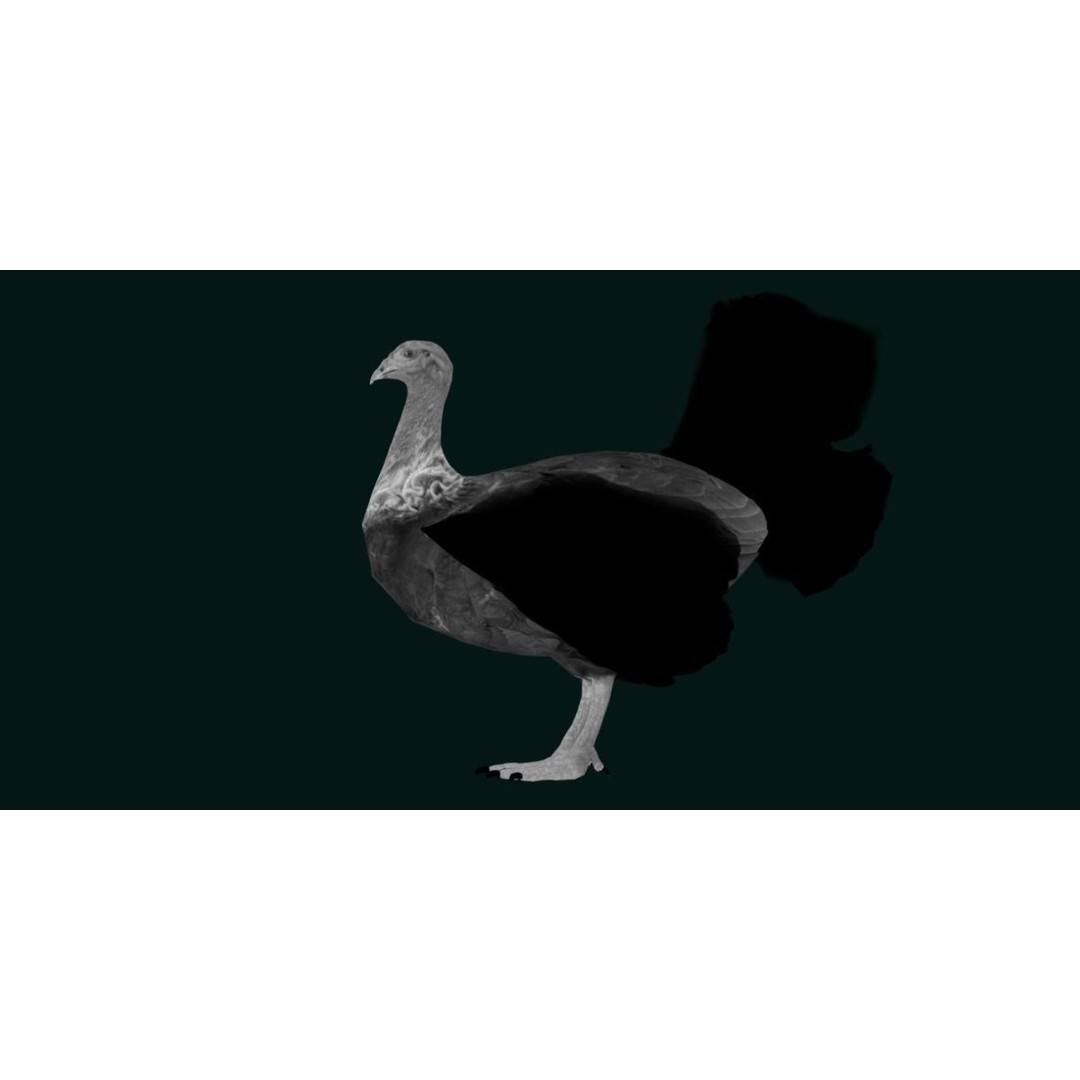 Australian Brush Turkey 3D Model – Low Poly Game Asset, FBX & PBR Textures - View 24