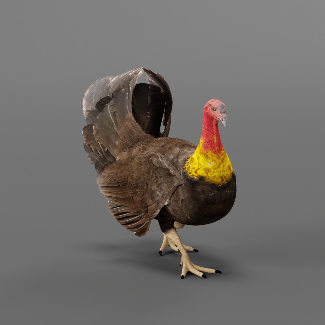 Australian Brush Turkey 3D Model – Low Poly Game Asset, FBX & PBR Textures - View 3