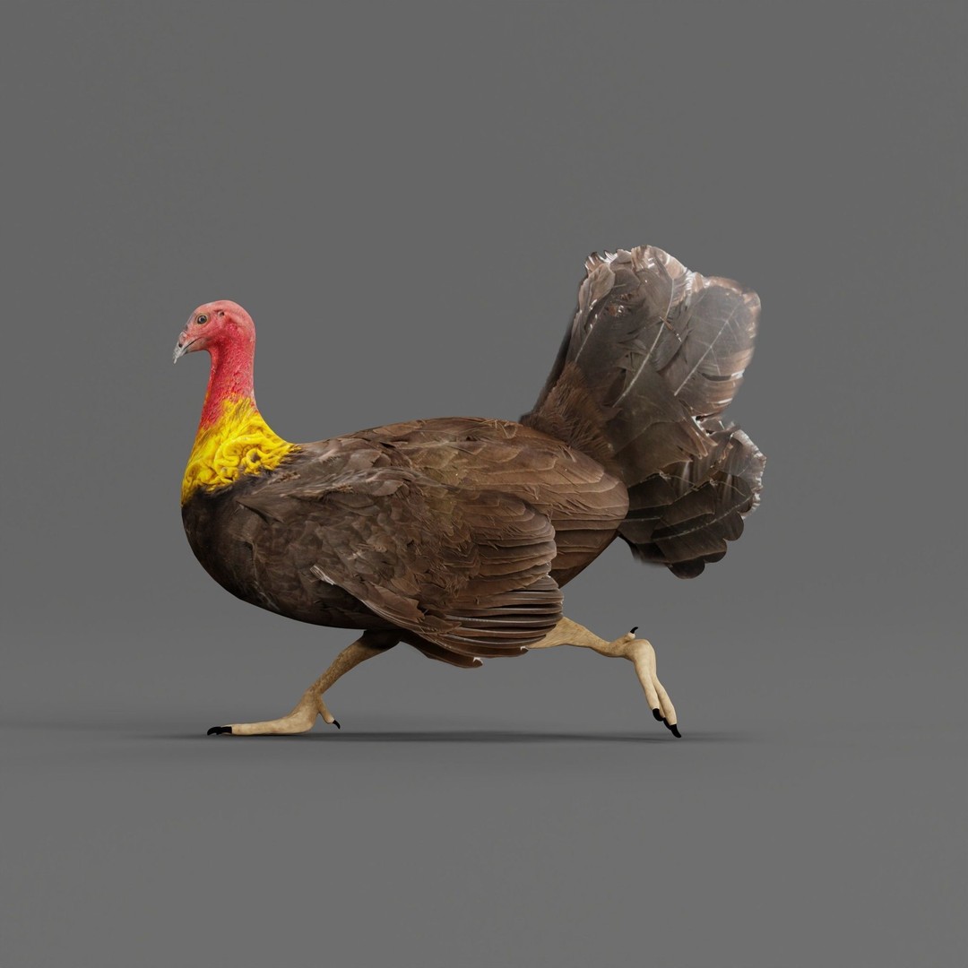 Australian Brush Turkey 3D Model – Low Poly Game Asset, FBX & PBR Textures - View 4