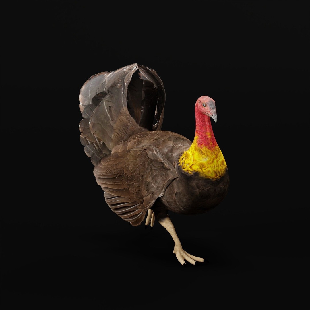 Australian Brush Turkey 3D Model – Low Poly Game Asset, FBX & PBR Textures - View 5