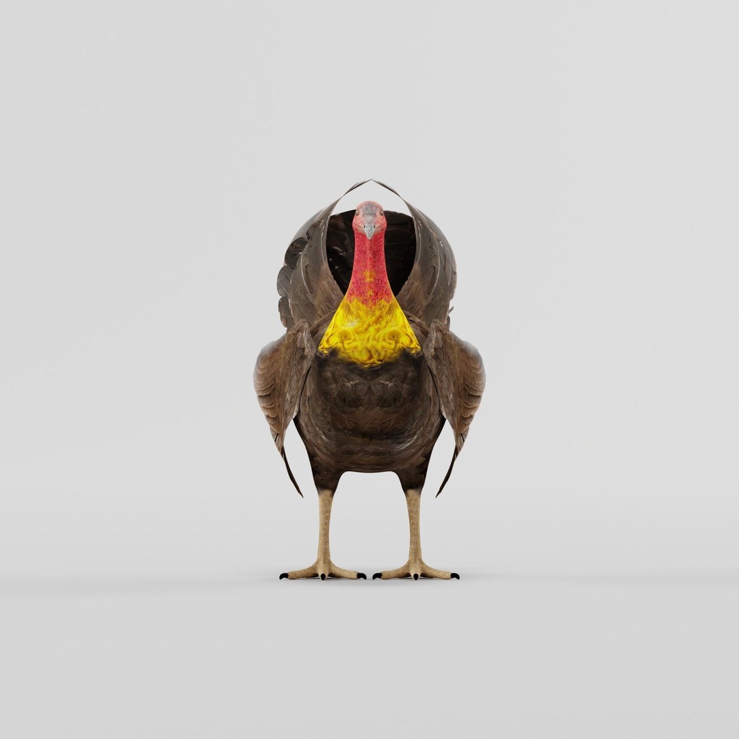 Australian Brush Turkey 3D Model – Low Poly Game Asset, FBX & PBR Textures - View 6