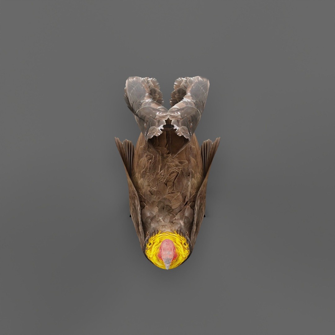 Australian Brush Turkey 3D Model – Low Poly Game Asset, FBX & PBR Textures - View 7
