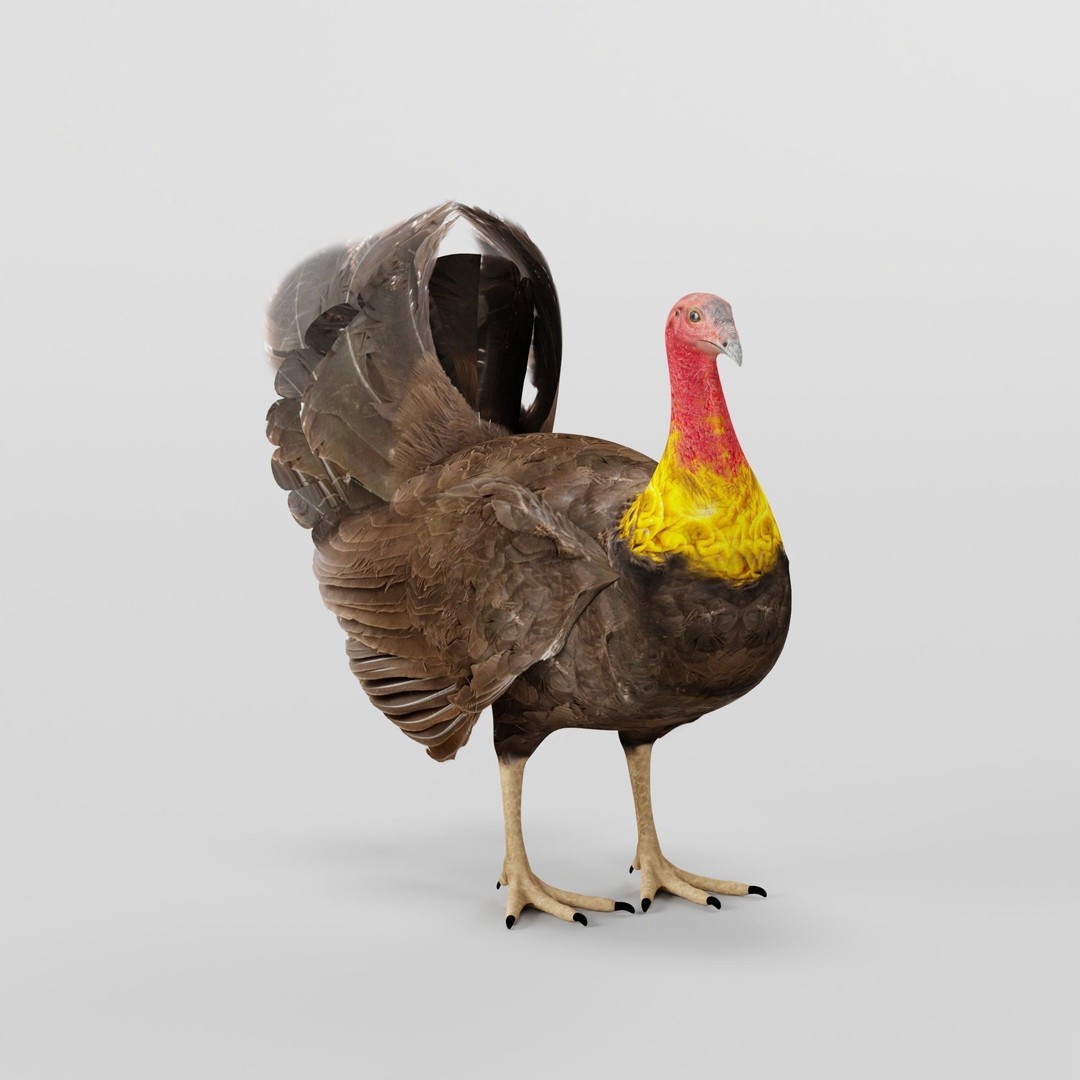 Australian Brush Turkey 3D Model – Low Poly Game Asset, FBX & PBR Textures - View 8