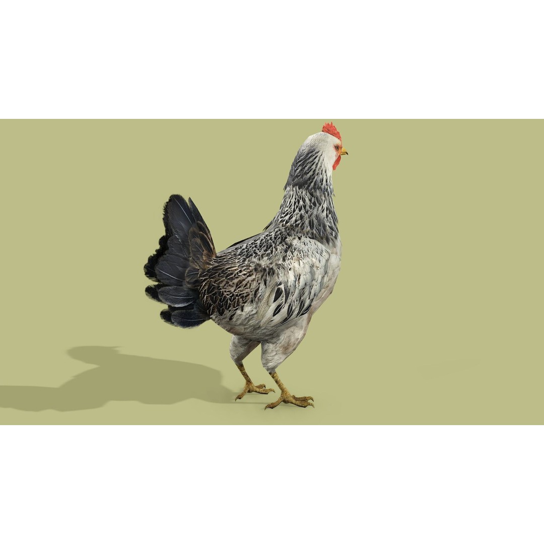 Hen 3D Model – Low Poly Rigged Animated Character, FBX, OBJ - View 10