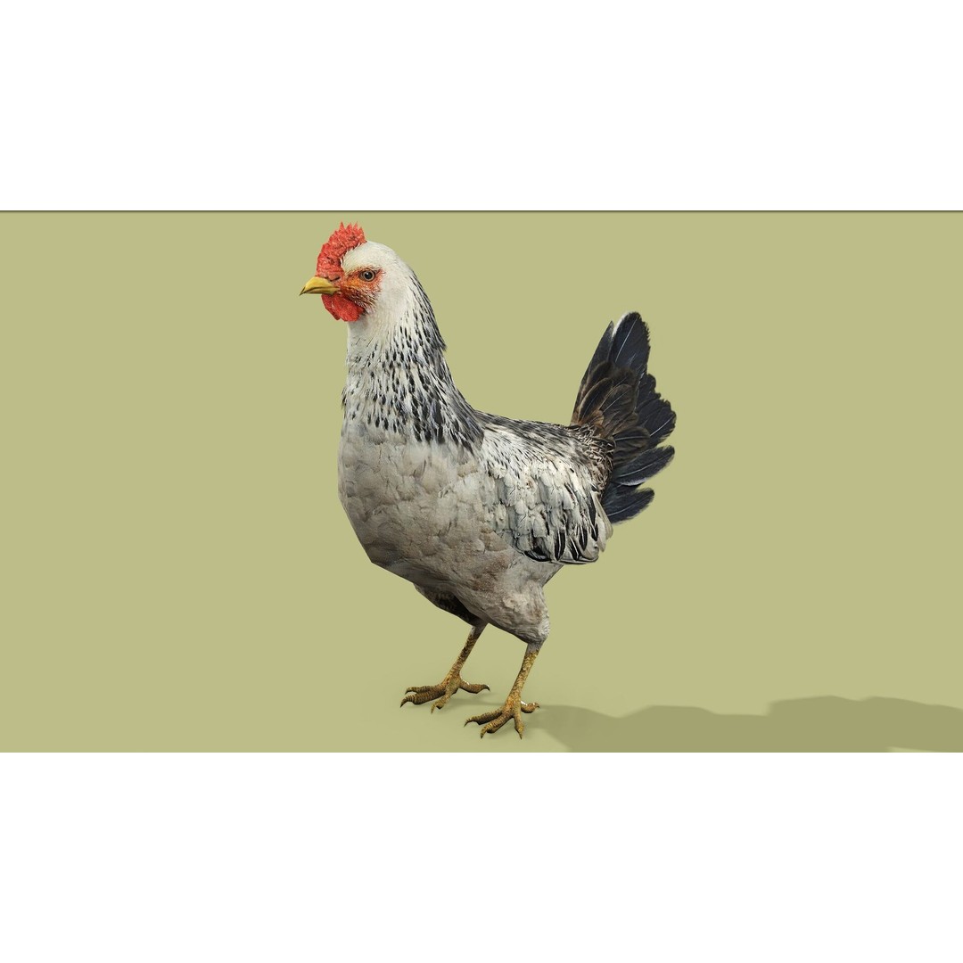 Hen 3D Model – Low Poly Rigged Animated Character, FBX, OBJ - View 3
