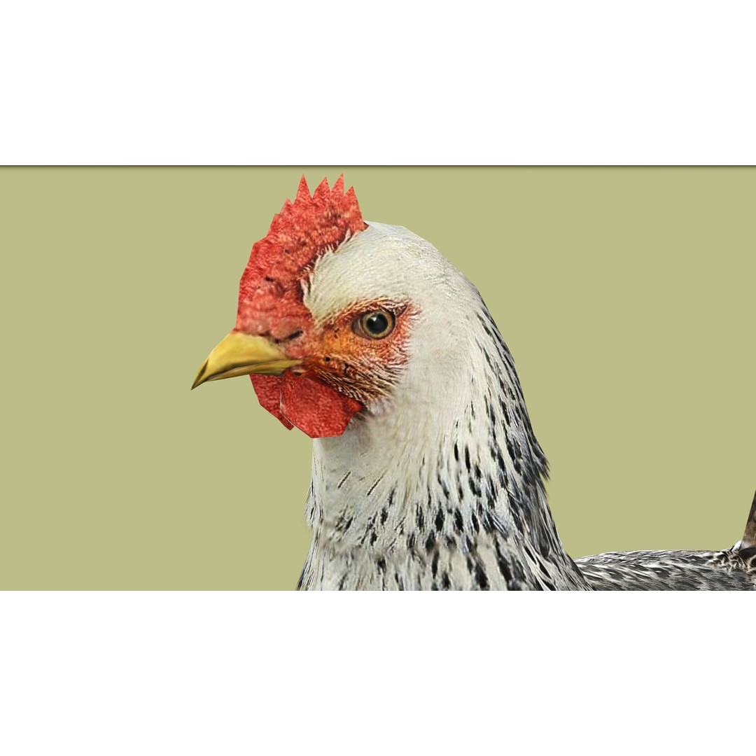 Hen 3D Model – Low Poly Rigged Animated Character, FBX, OBJ - View 4