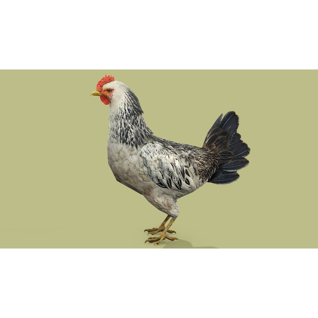 Hen 3D Model – Low Poly Rigged Animated Character, FBX, OBJ - View 5