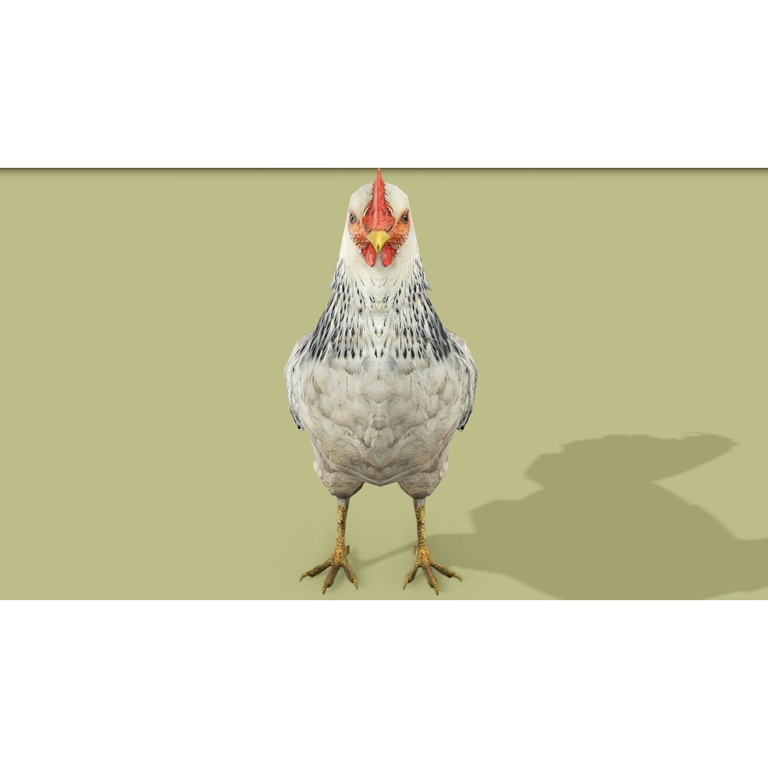 Hen 3D Model – Low Poly Rigged Animated Character, FBX, OBJ - View 6