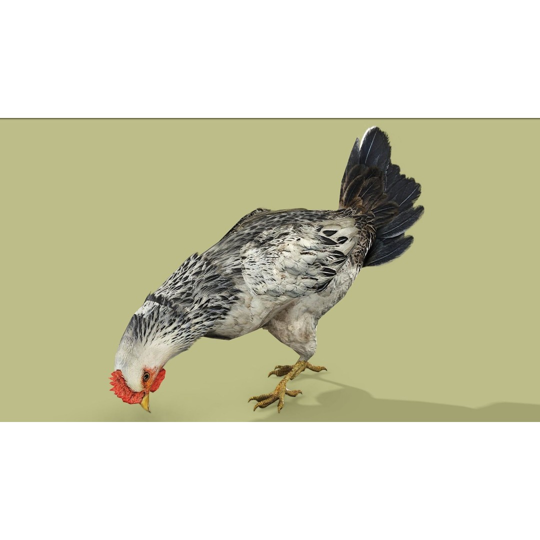 Hen 3D Model – Low Poly Rigged Animated Character, FBX, OBJ - View 7