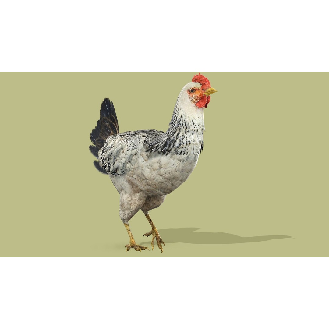 Hen 3D Model – Low Poly Rigged Animated Character, FBX, OBJ - View 8