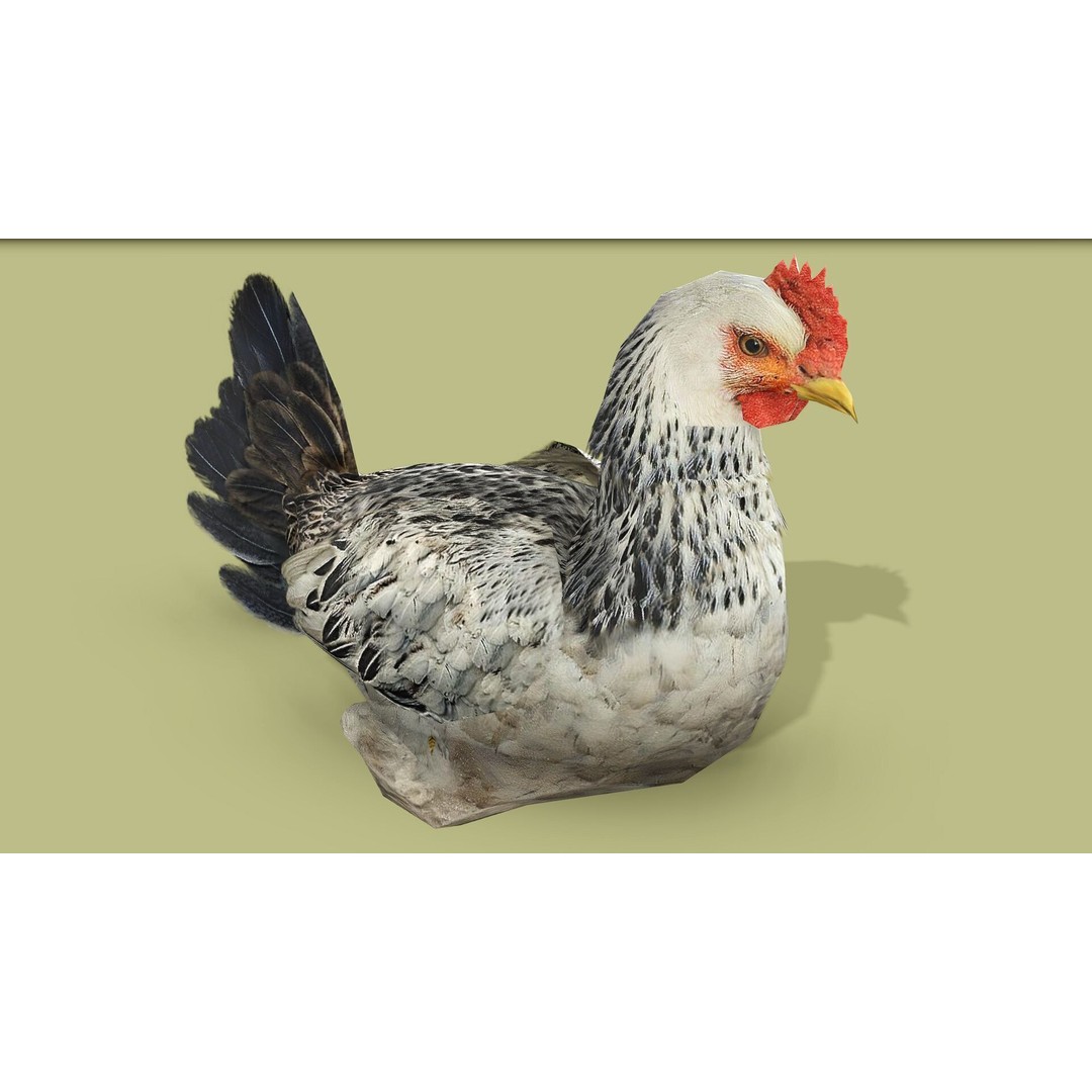 Hen 3D Model – Low Poly Rigged Animated Character, FBX, OBJ - View 9