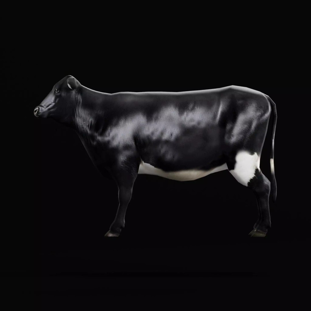 Black Cow 3D Model – Low Poly Game Ready Character with Animations - View 2