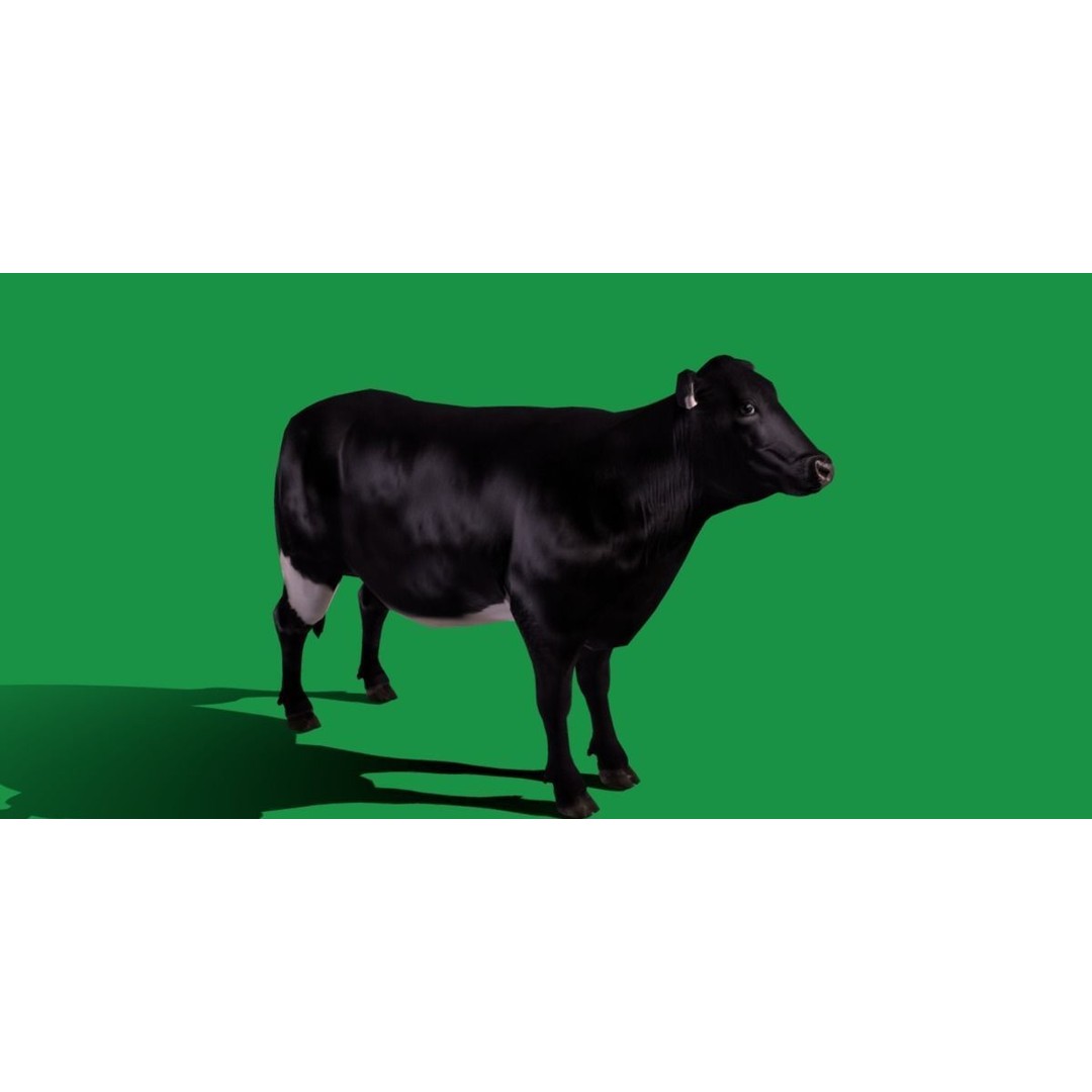 Black Cow 3D Model – Low Poly Game Ready Character with Animations - View 24