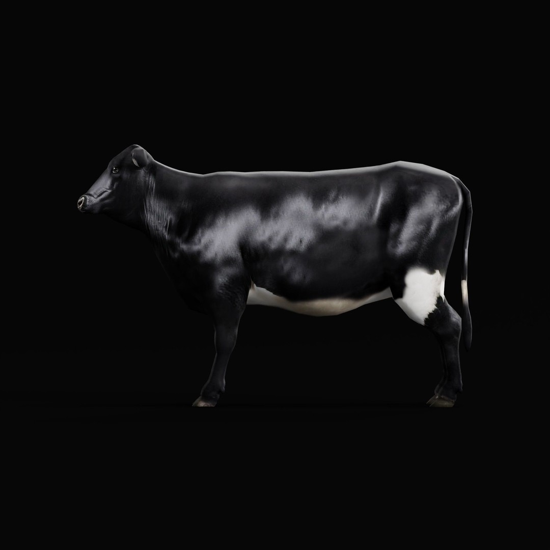 Black Cow 3D Model – Low Poly Game Ready Character with Animations - View 25