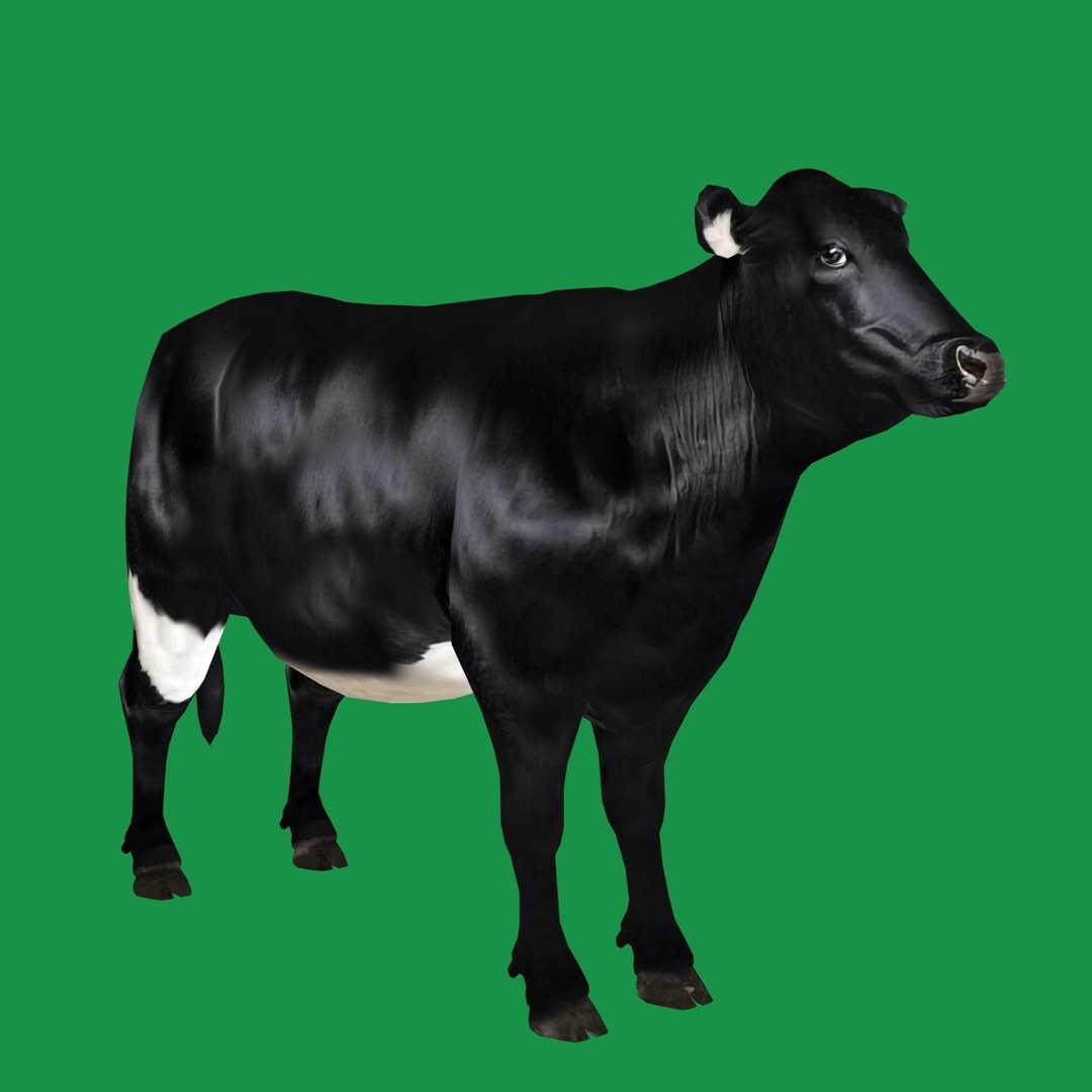 Black Cow 3D Model – Low Poly Game Ready Character with Animations - View 27