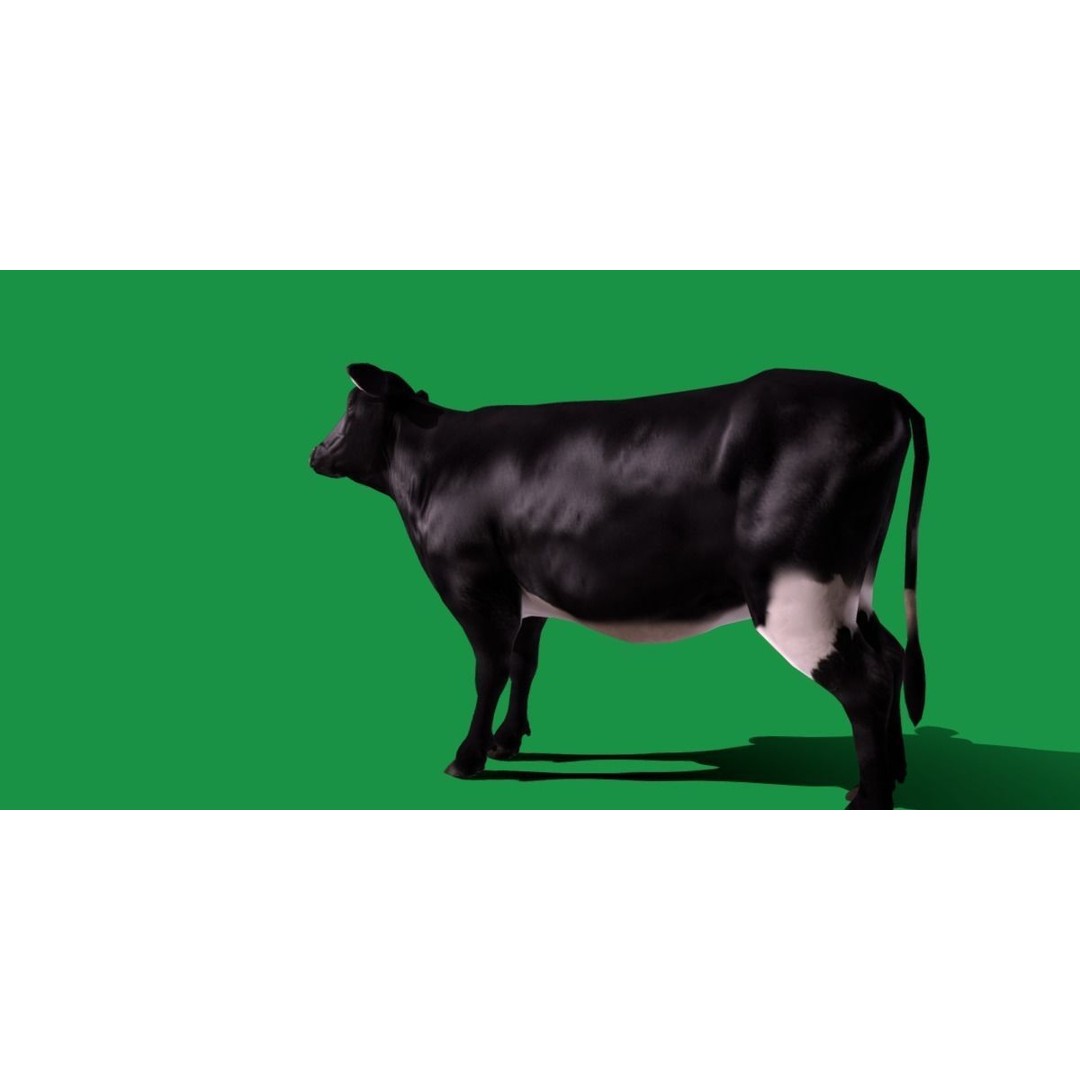 Black Cow 3D Model – Low Poly Game Ready Character with Animations - View 6