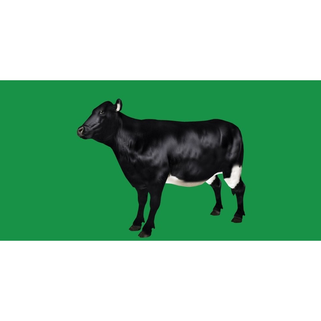 Black Cow 3D Model – Low Poly Game Ready Character with Animations - View 7
