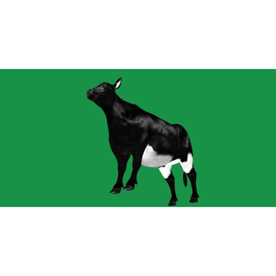 Black Cow 3D Model – Low Poly Game Ready Character with Animations - View 9