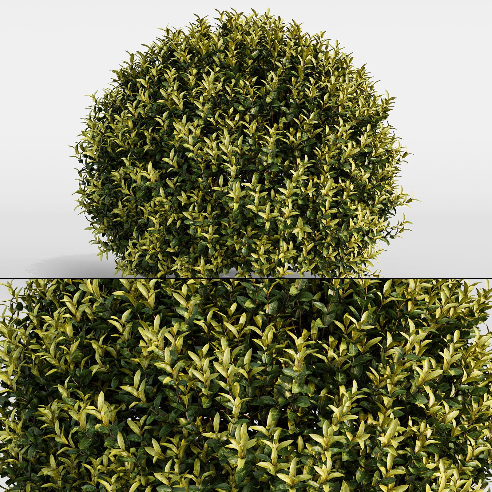 16 Professional Topiary Plants - Game-Ready 3D Model - View 18