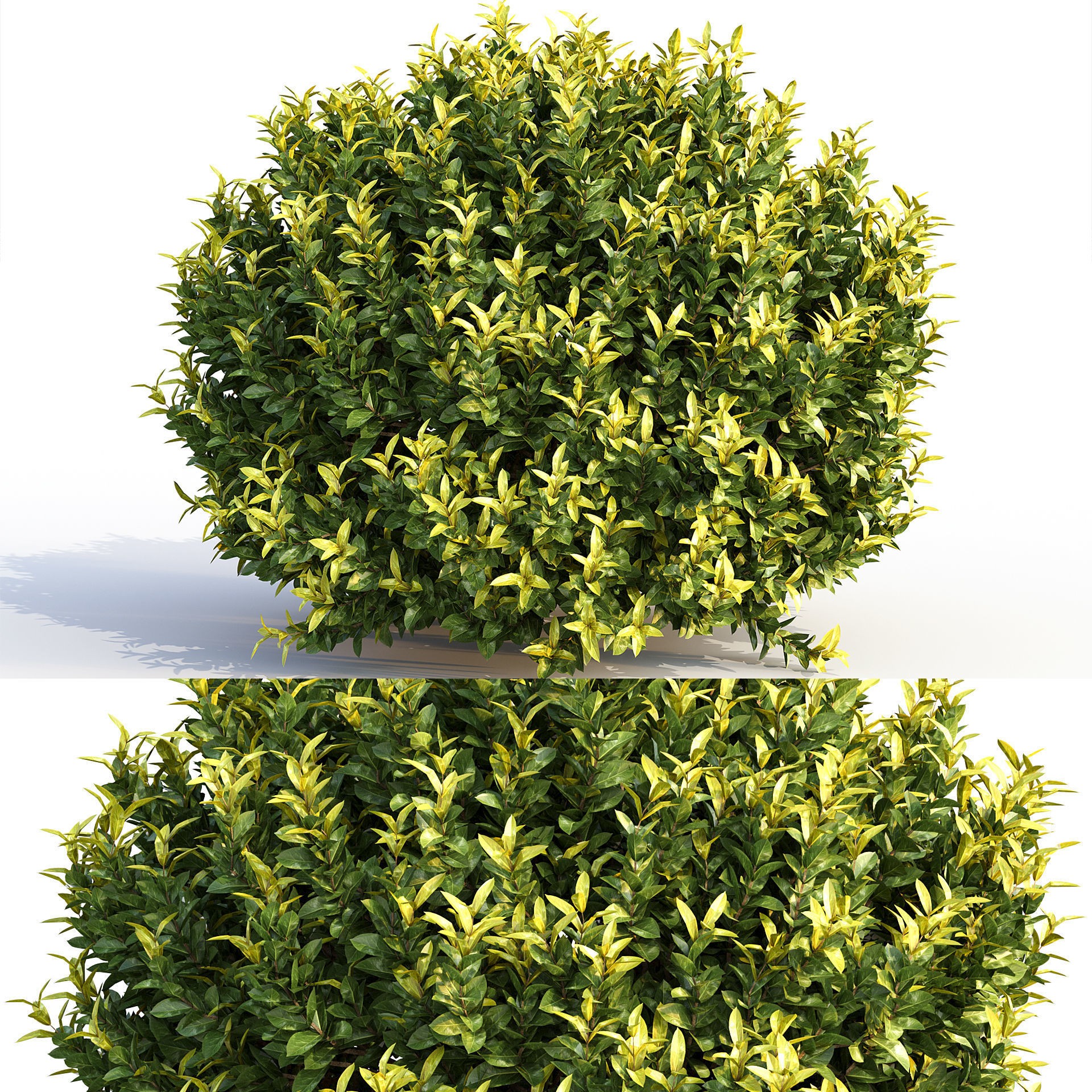16 Professional Topiary Plants - Game-Ready 3D Model - View 19
