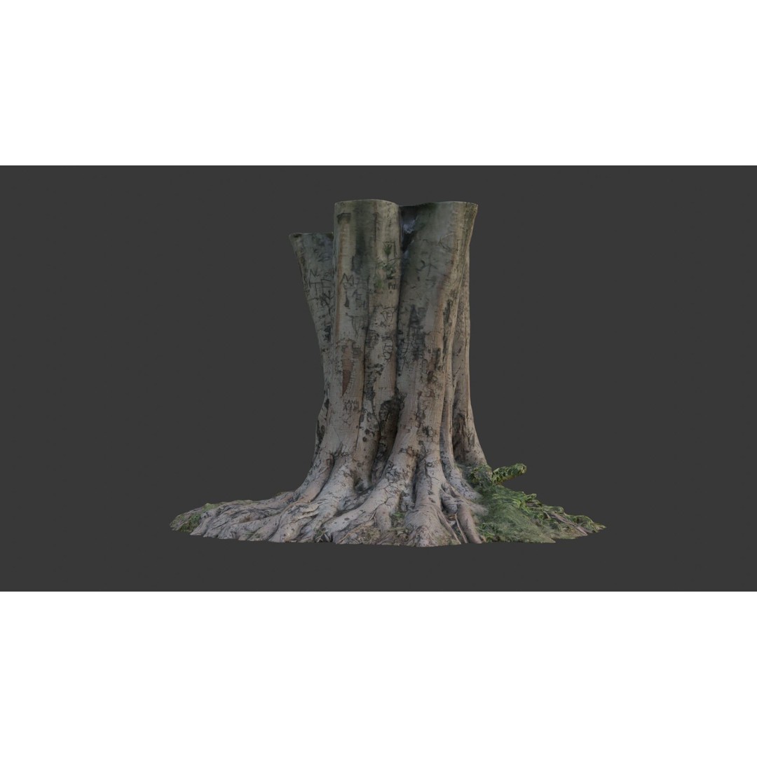 Multi-Trunk Tree Stump 3D Model – Low Poly Scanned Asset, PBR Textures - View 5