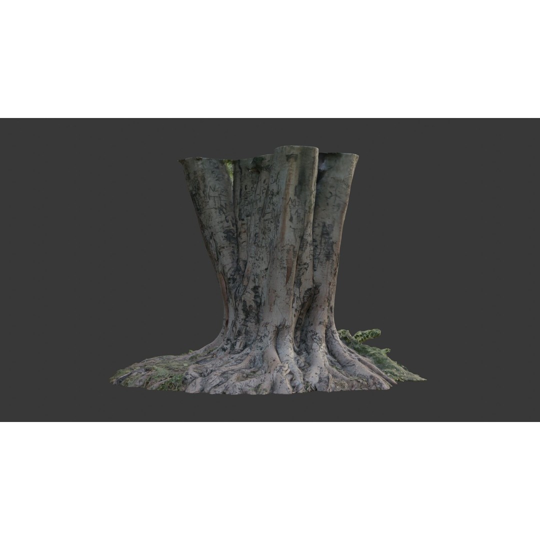 Multi-Trunk Tree Stump 3D Model – Low Poly Scanned Asset, PBR Textures - View 6