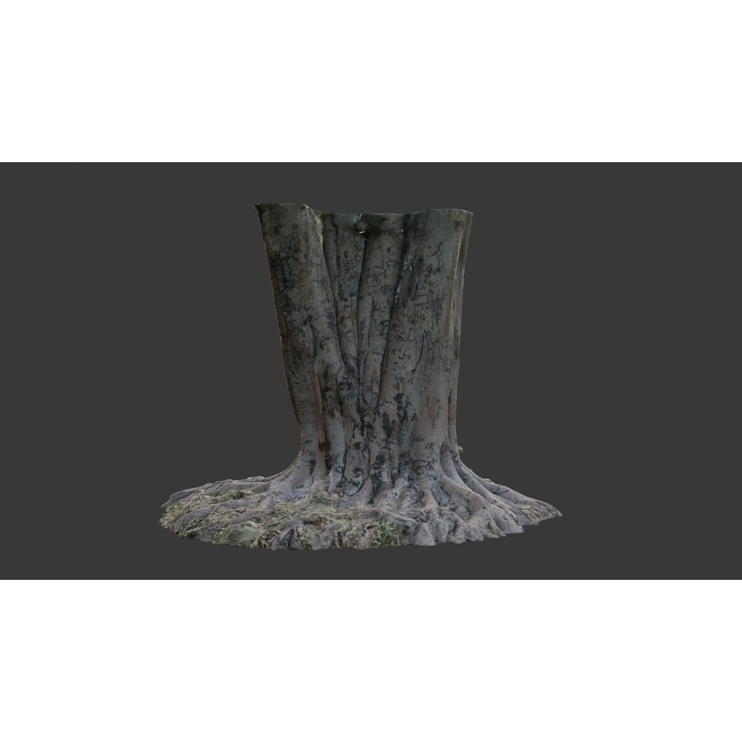 Multi-Trunk Tree Stump 3D Model – Low Poly Scanned Asset, PBR Textures - View 7