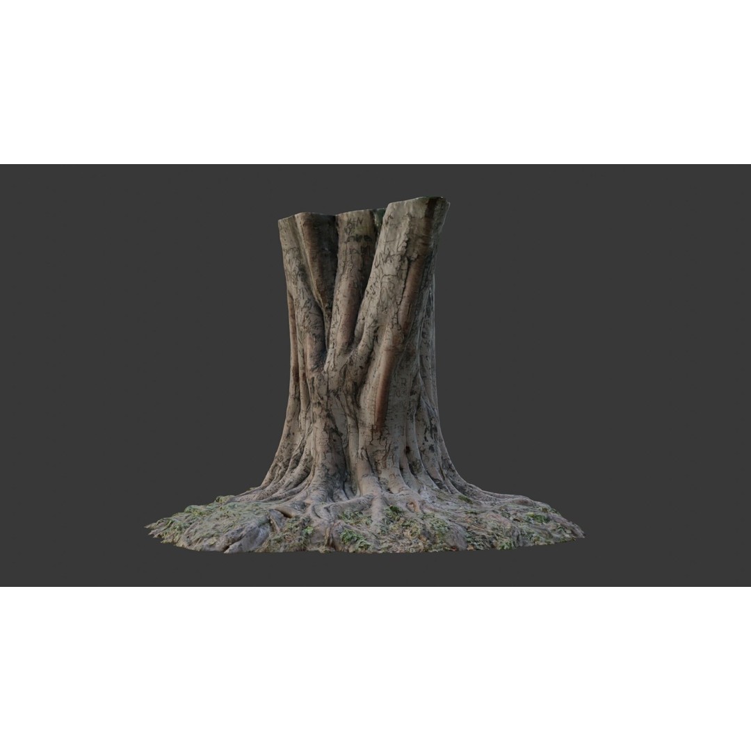 Multi-Trunk Tree Stump 3D Model – Low Poly Scanned Asset, PBR Textures - View 8