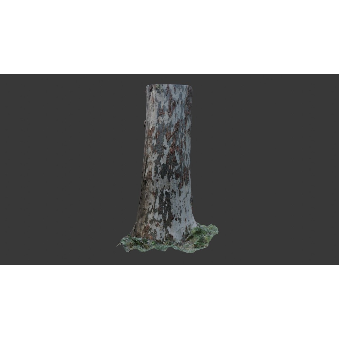 Sycamore Tree Trunk 3D Model – Photorealistic Low-Poly Asset, FBX, Blender