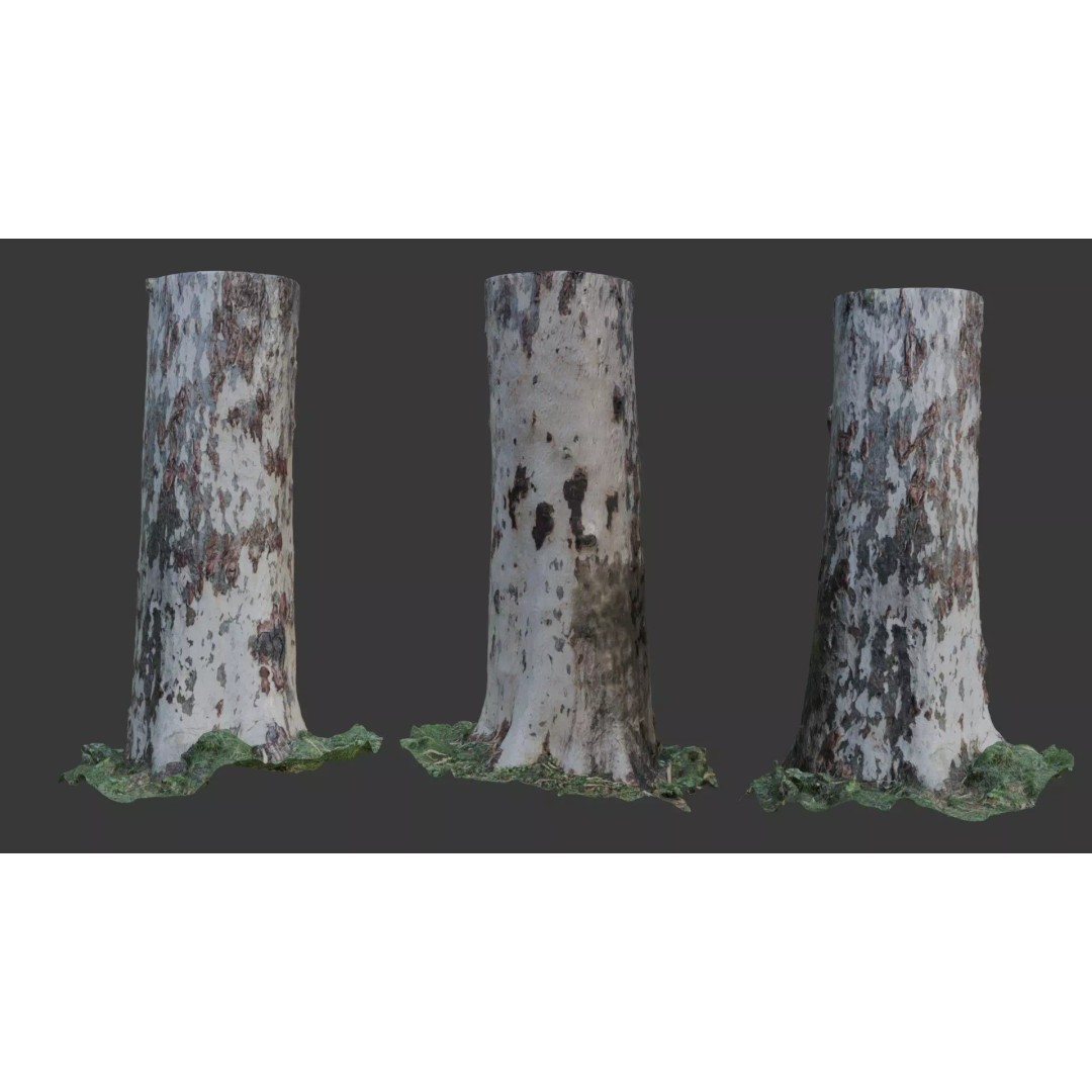 Sycamore Tree Trunk 3D Model – Photorealistic Low-Poly Asset, FBX, Blender - View 2