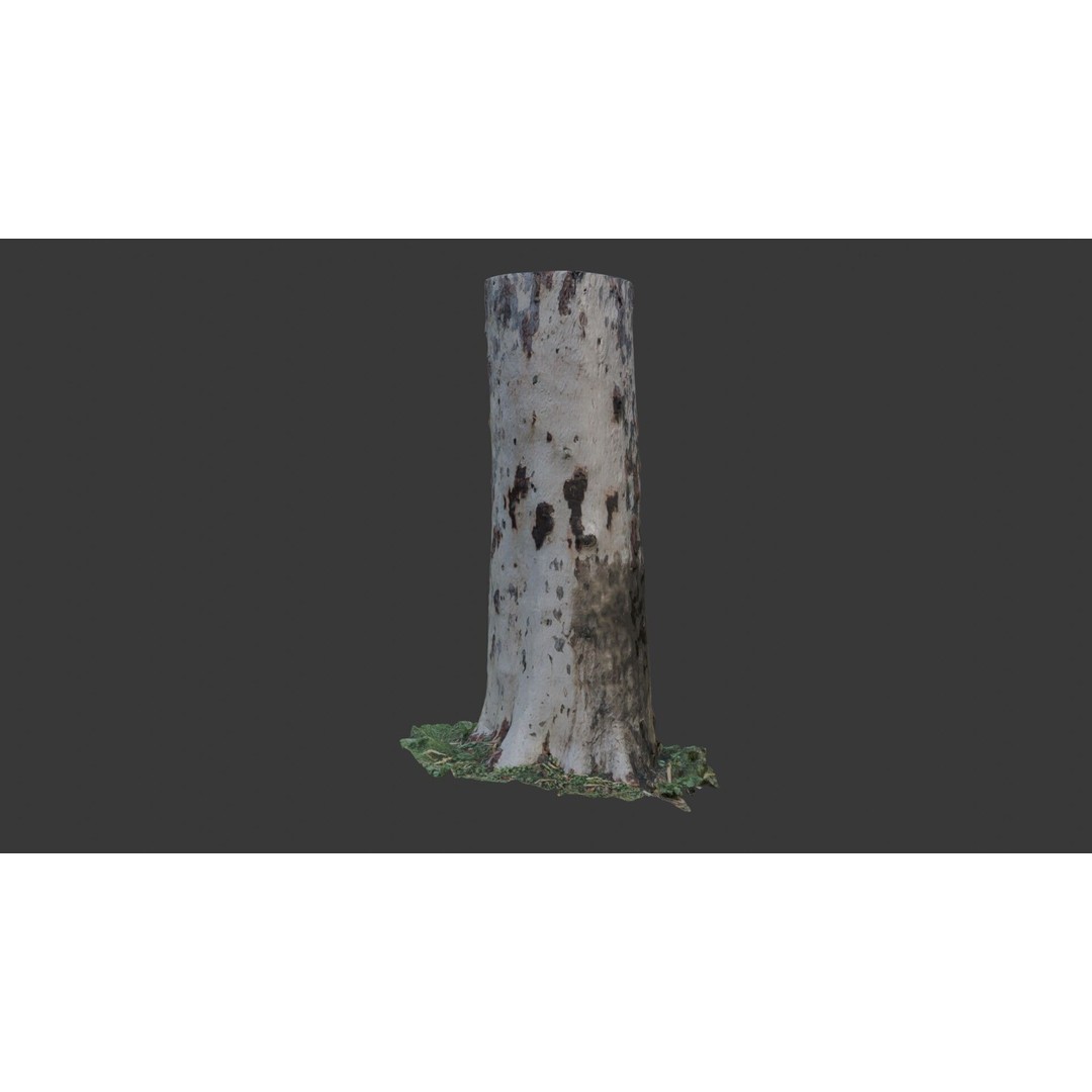 Sycamore Tree Trunk 3D Model – Photorealistic Low-Poly Asset, FBX, Blender - View 3