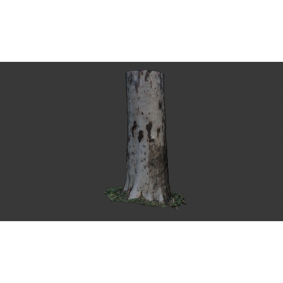 Sycamore Tree Trunk 3D Model – Photorealistic Low-Poly Asset, FBX, Blender - View 4