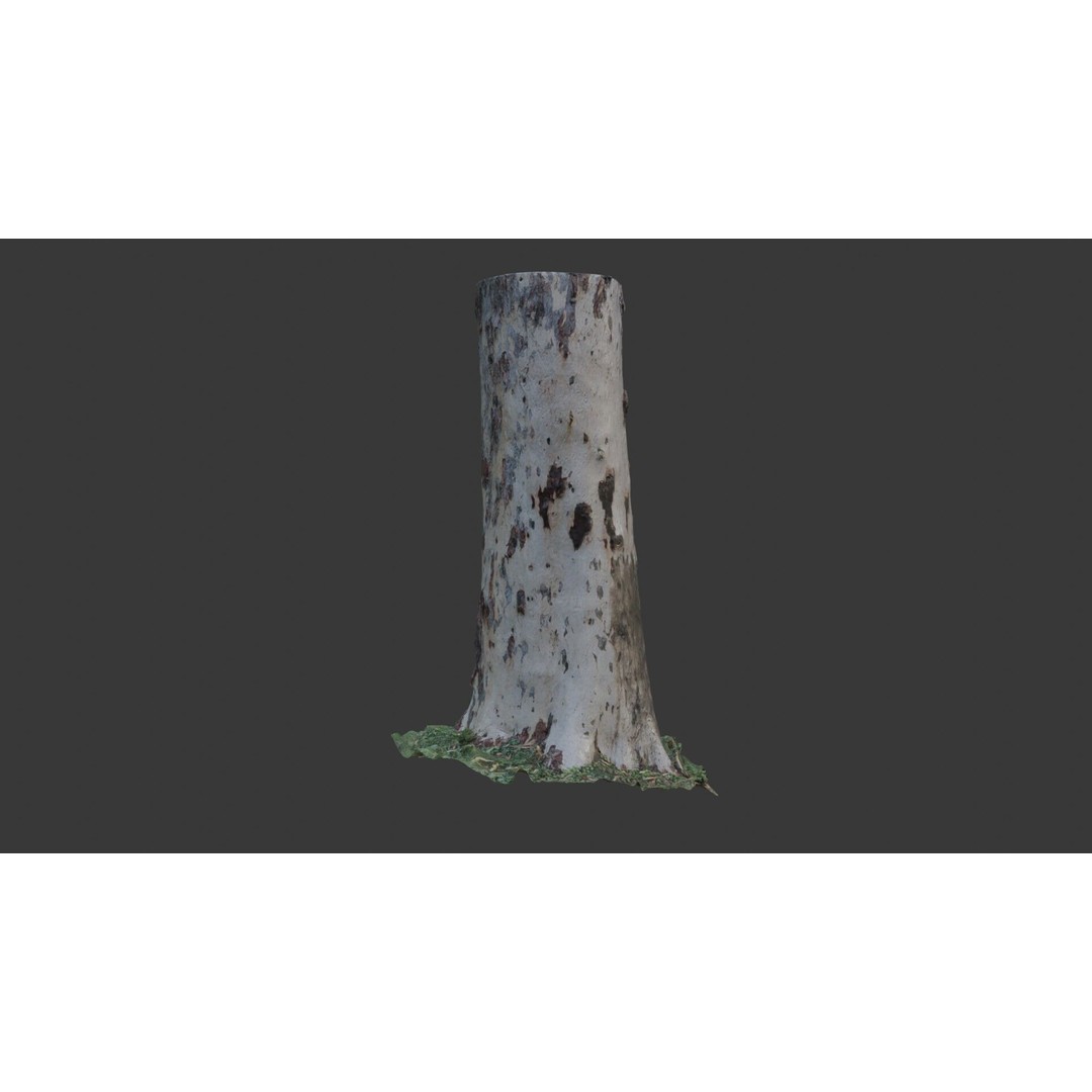 Sycamore Tree Trunk 3D Model – Photorealistic Low-Poly Asset, FBX, Blender - View 5