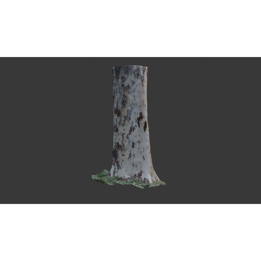 Sycamore Tree Trunk 3D Model – Photorealistic Low-Poly Asset, FBX, Blender - View 6