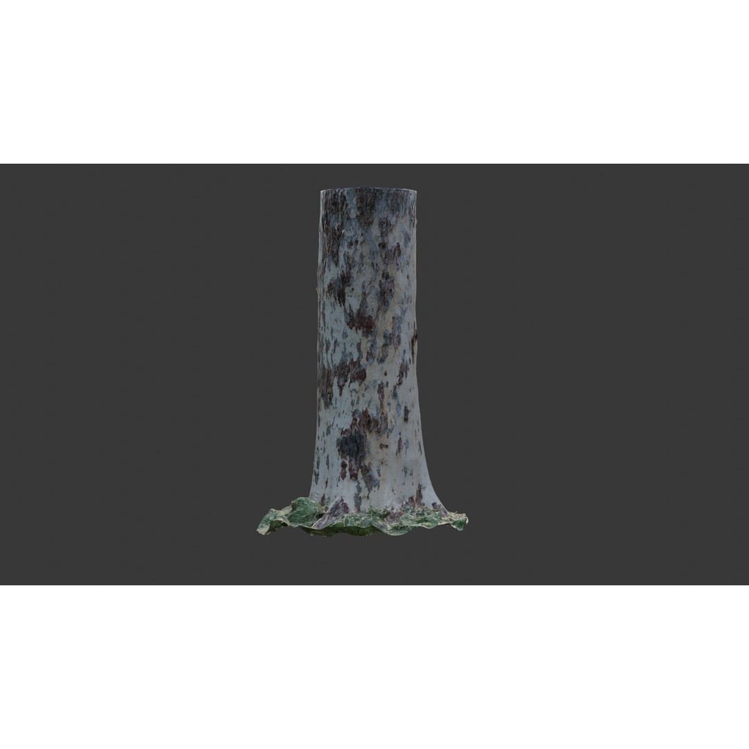 Sycamore Tree Trunk 3D Model – Photorealistic Low-Poly Asset, FBX, Blender - View 7