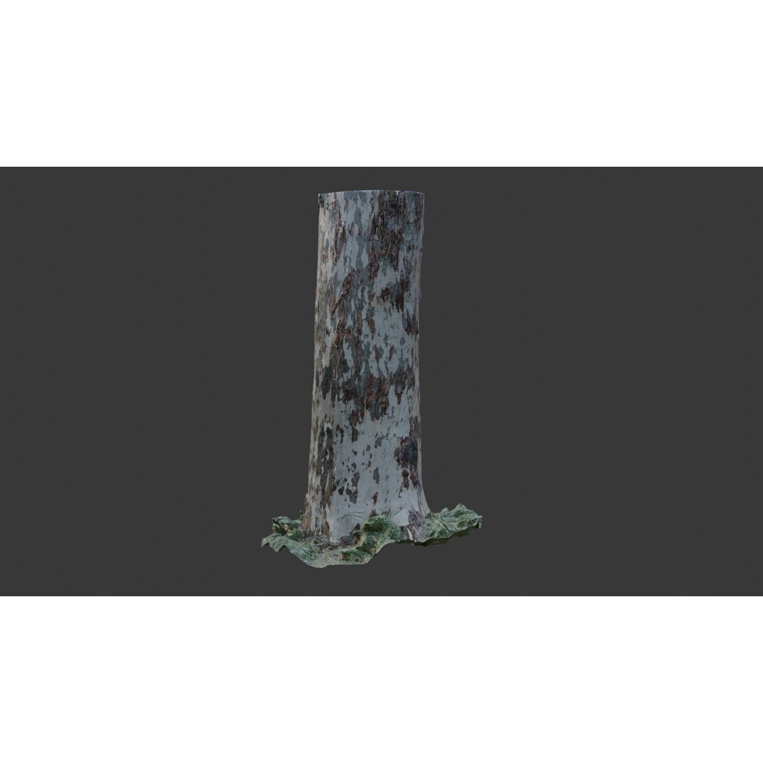 Sycamore Tree Trunk 3D Model – Photorealistic Low-Poly Asset, FBX, Blender - View 8